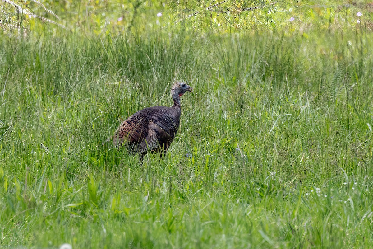 Wild Turkey - Chris S. Wood