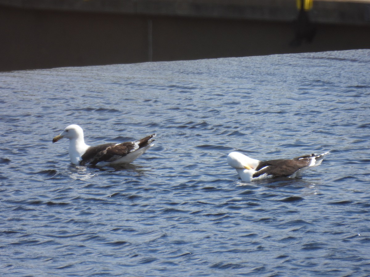 Great Black-backed Gull - Trish Berube