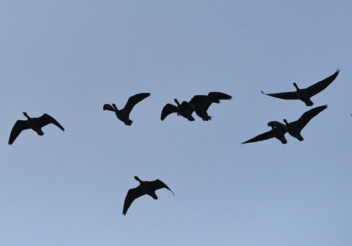 Pink-footed Goose - ML619192391