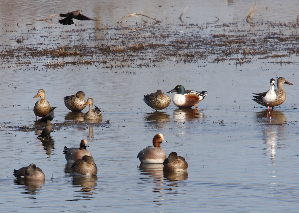 Eurasian Wigeon - William Clark