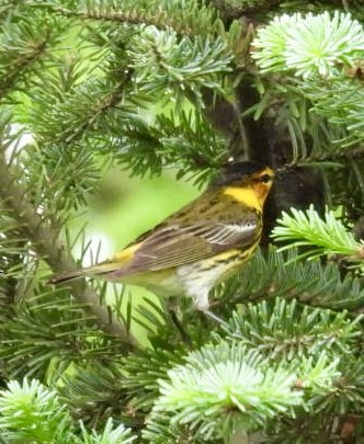 Cape May Warbler - Christopher Everett