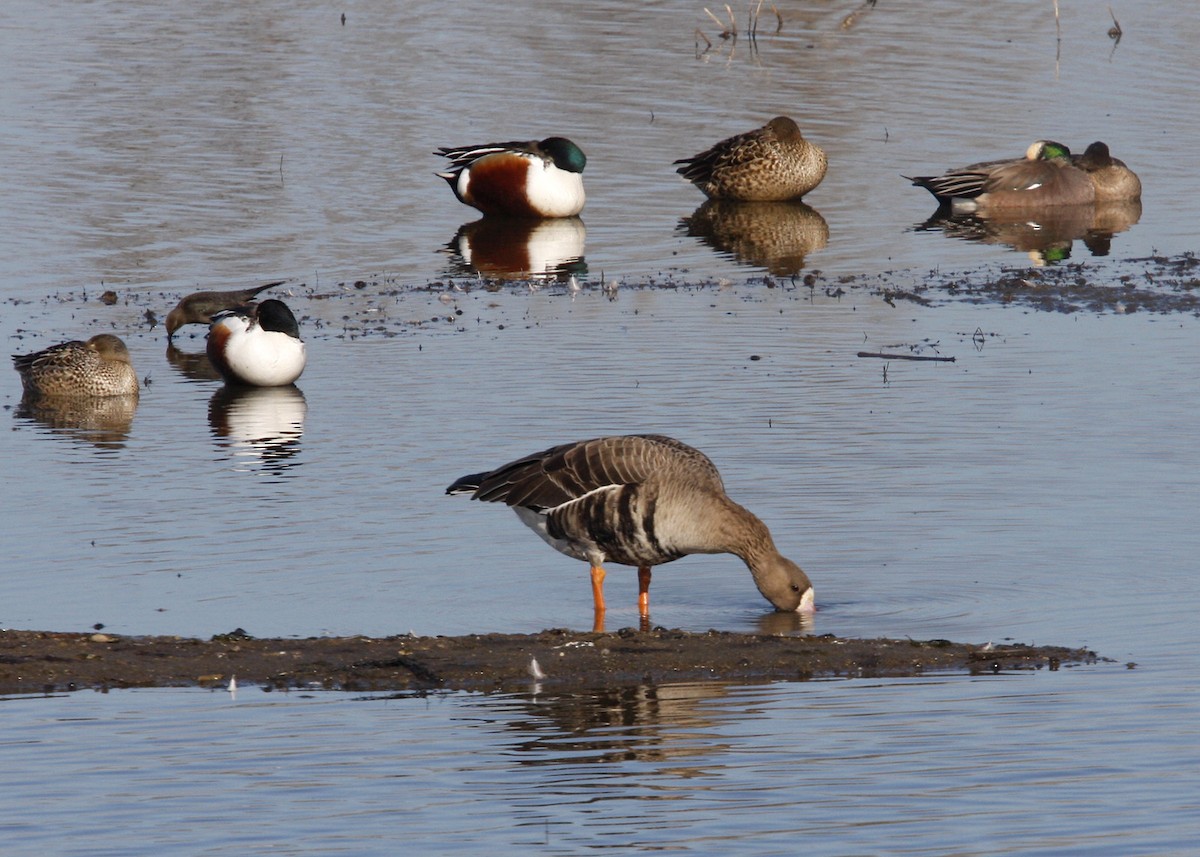 Greater White-fronted Goose - William Clark