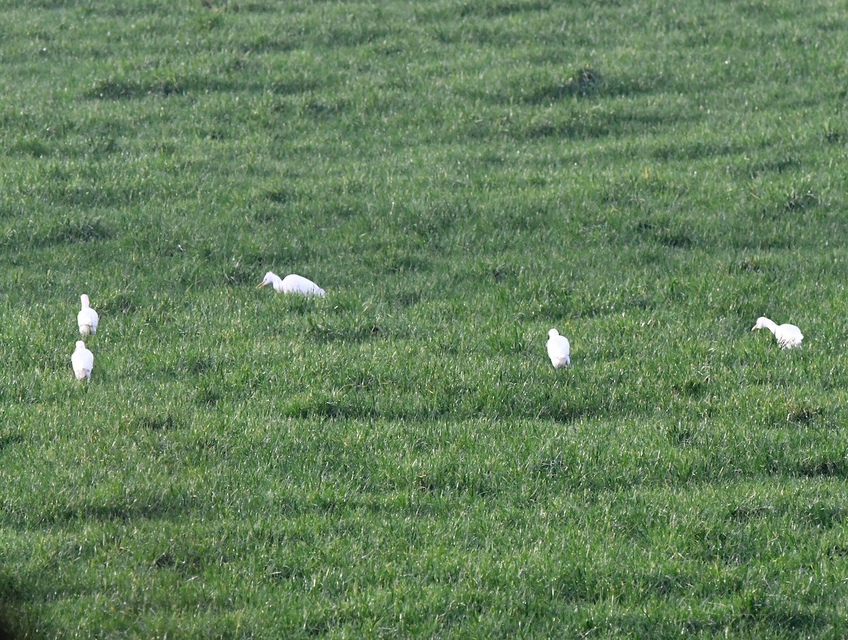 Western Cattle Egret - A Emmerson