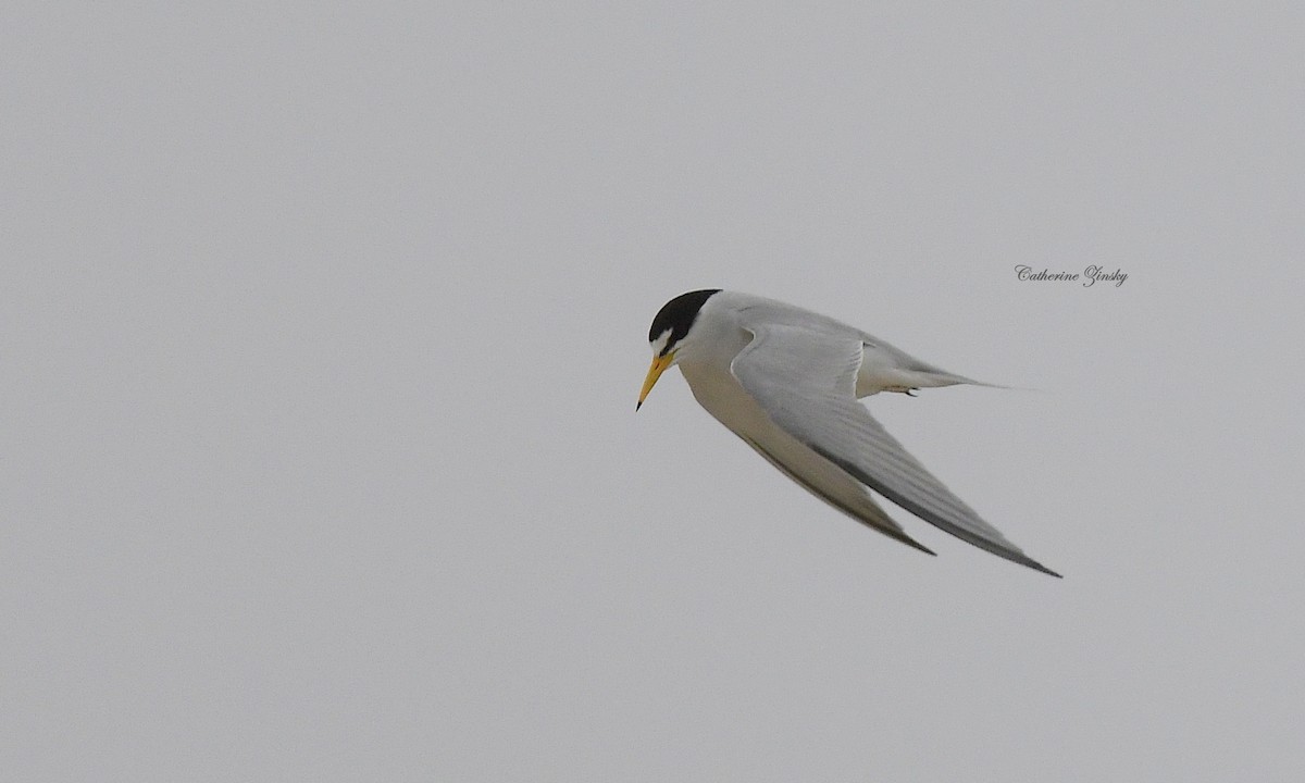 Least Tern - Catherine Zinsky