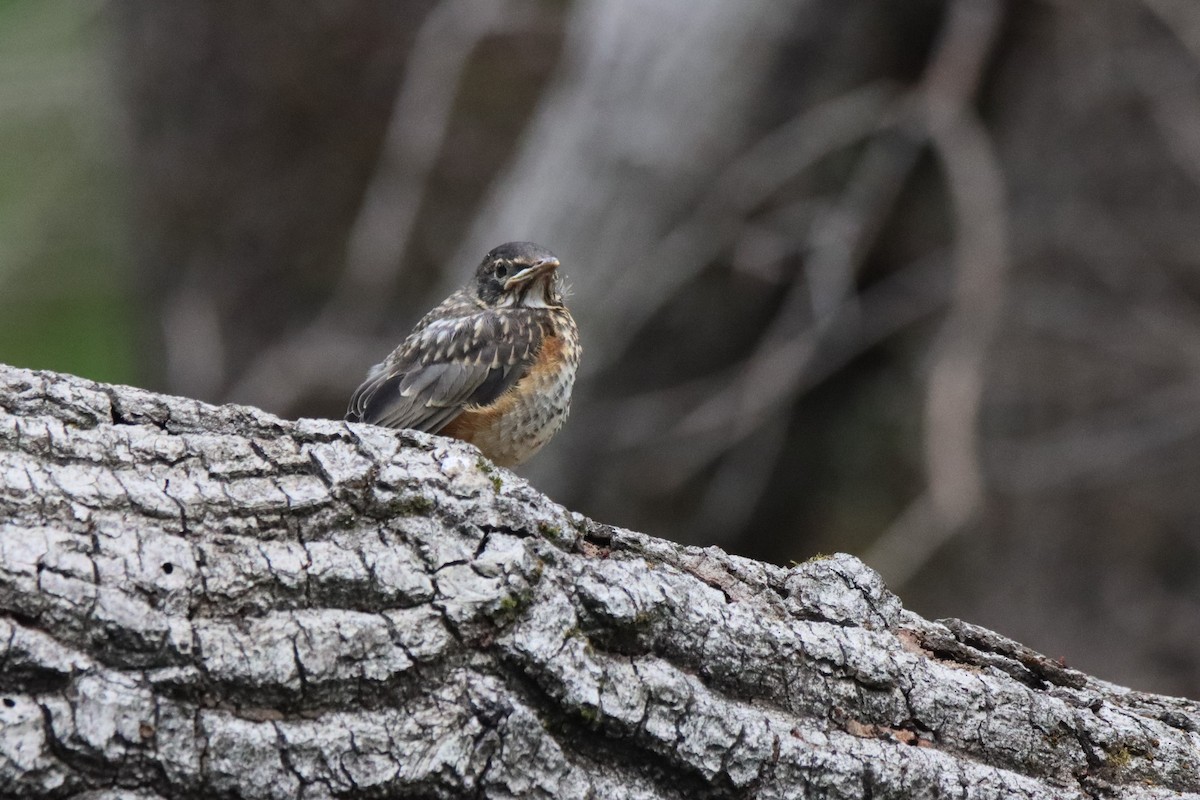 American Robin - Vicky Atkinson