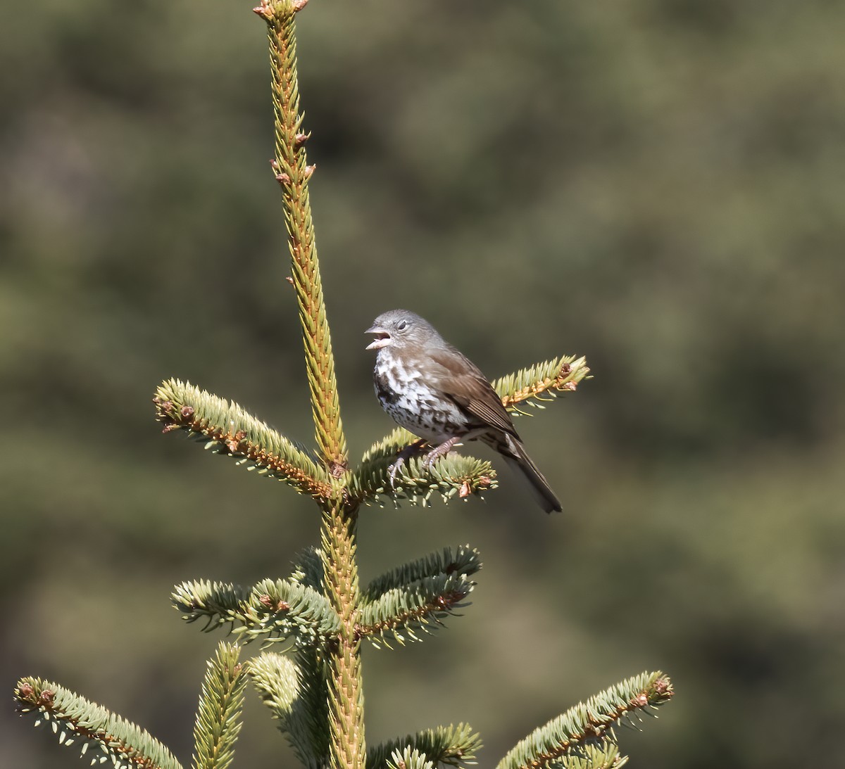 Fox Sparrow (Sooty) - Gary Rosenberg