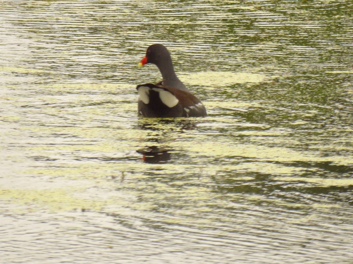 Common Gallinule - ML619192457