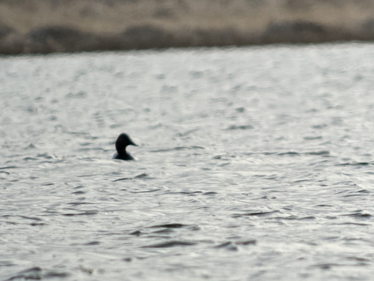 Canvasback - Luis Gles