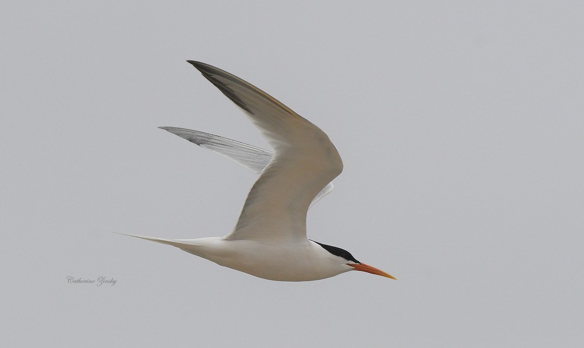 Elegant Tern - Catherine Zinsky