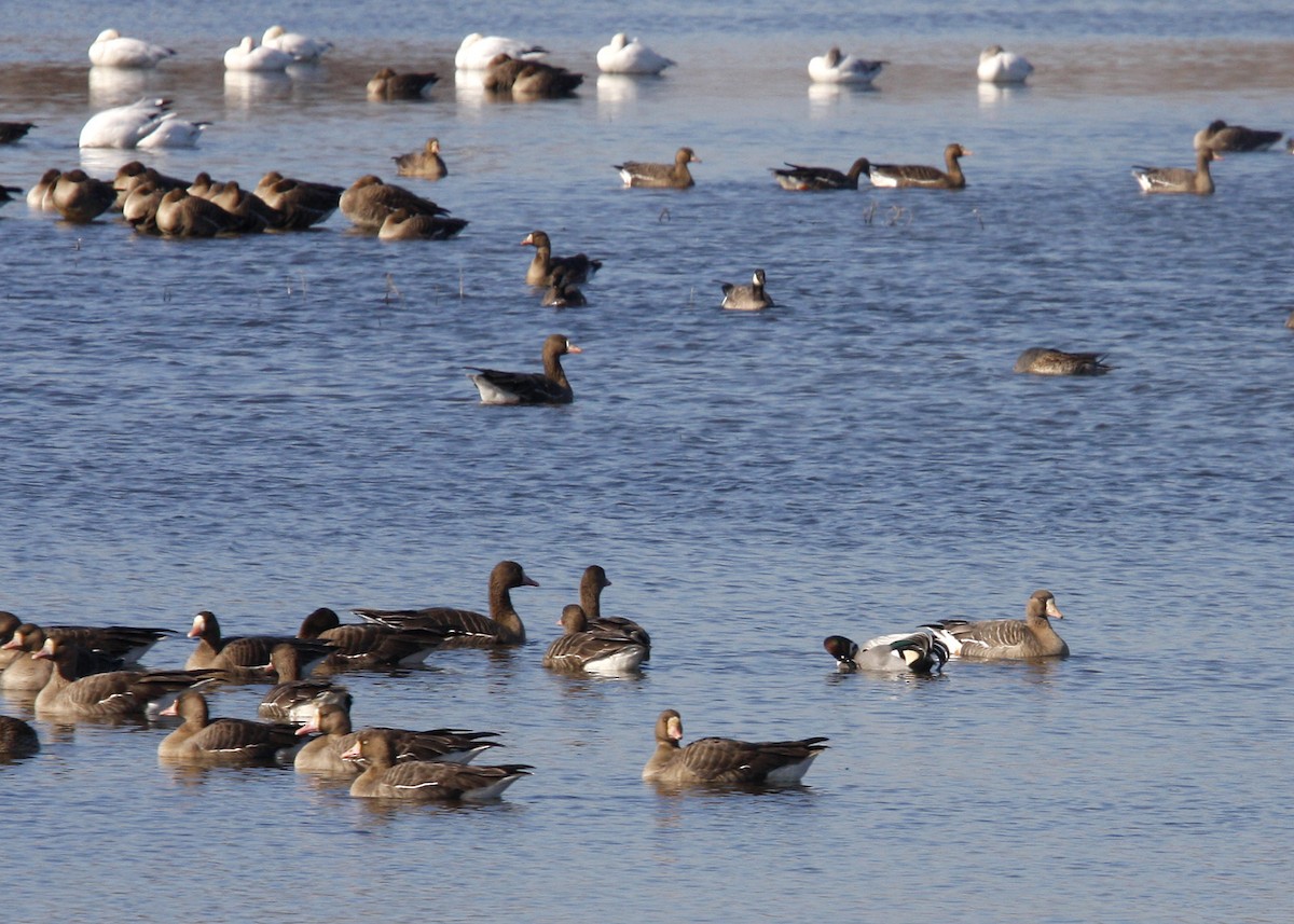 Falcated Duck - William Clark