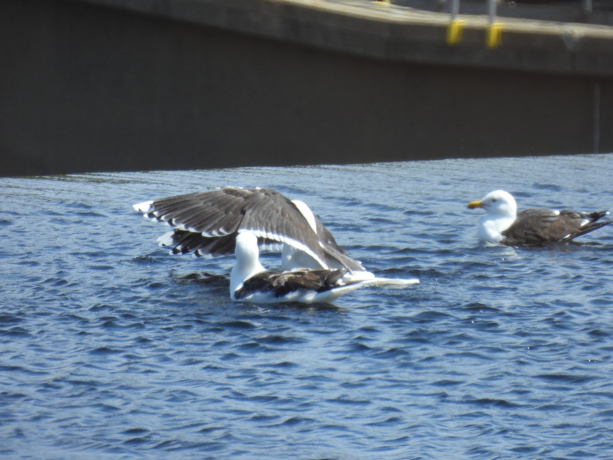 Great Black-backed Gull - Trish Berube