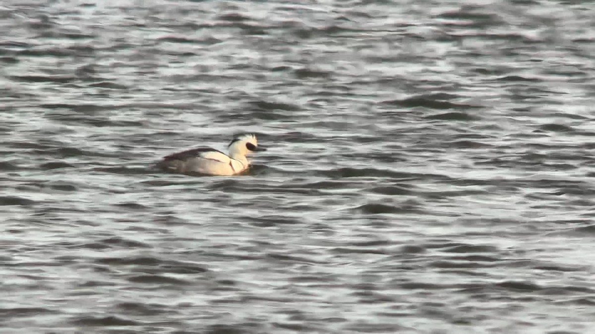 Smew - Luis Gles