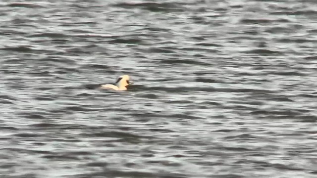 Smew - ML619192470