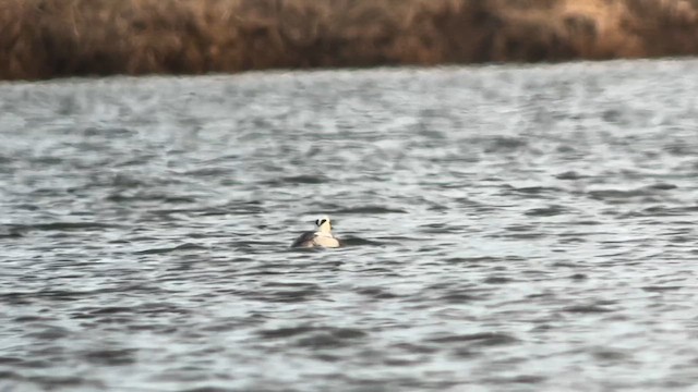 Smew - ML619192471