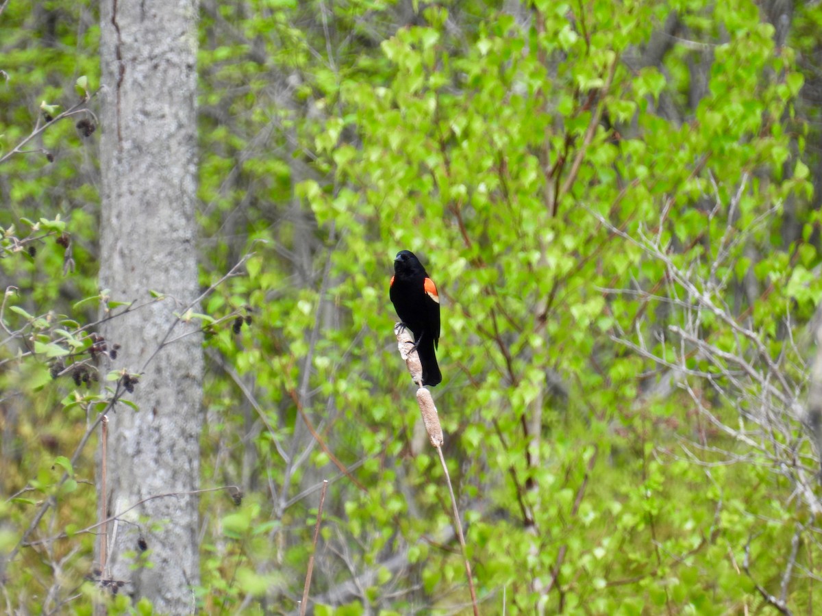 Red-winged Blackbird - ML619192472