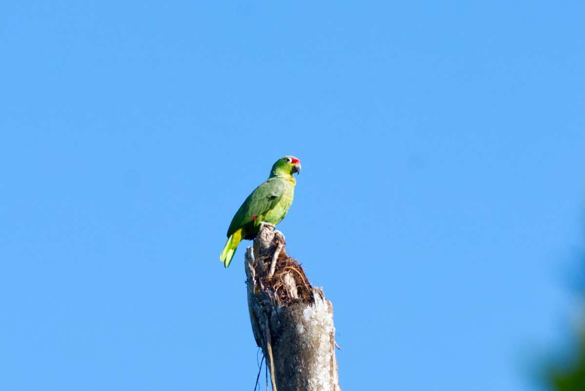 Red-lored Parrot - Travis Vance