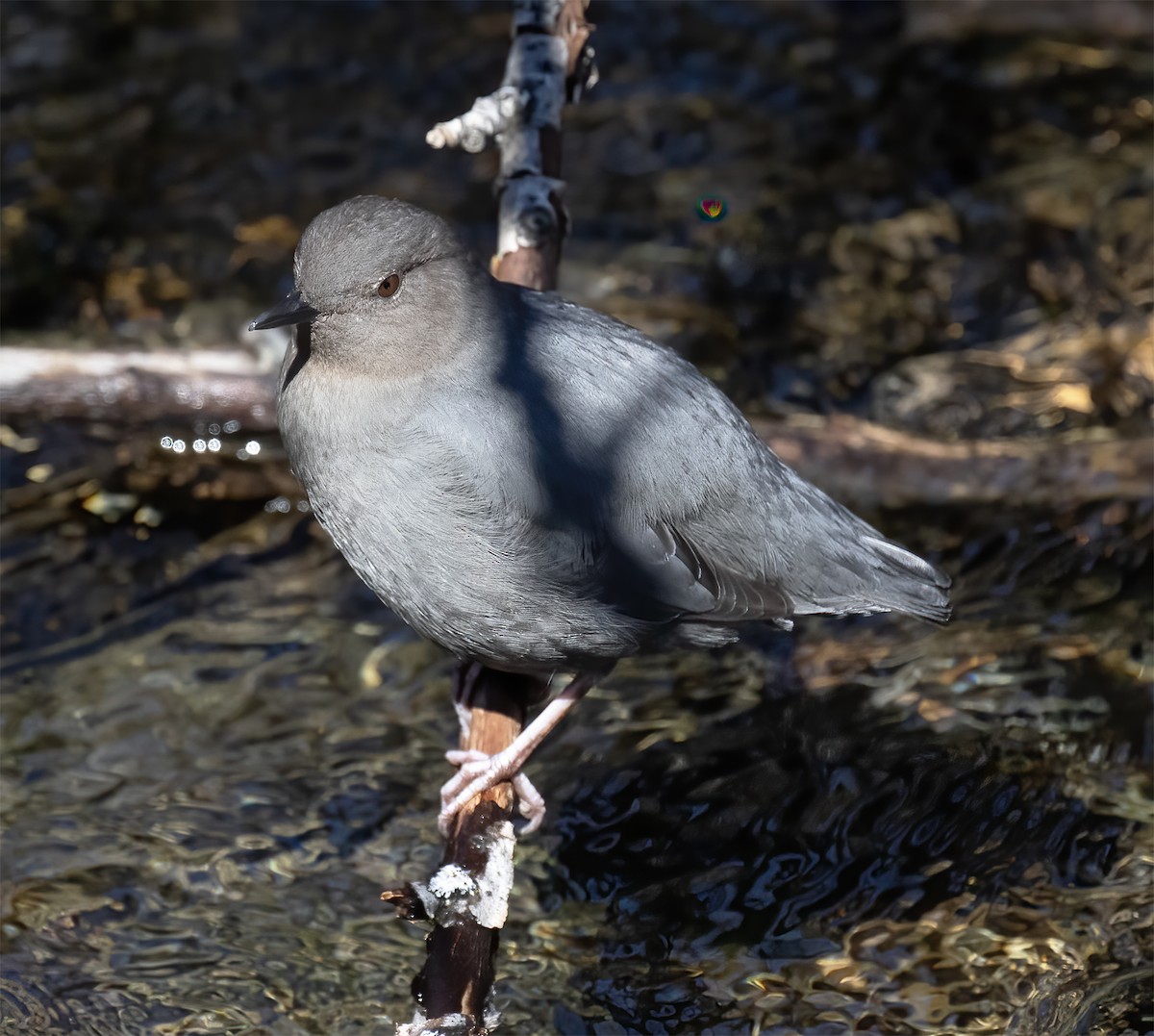American Dipper - ML619192490