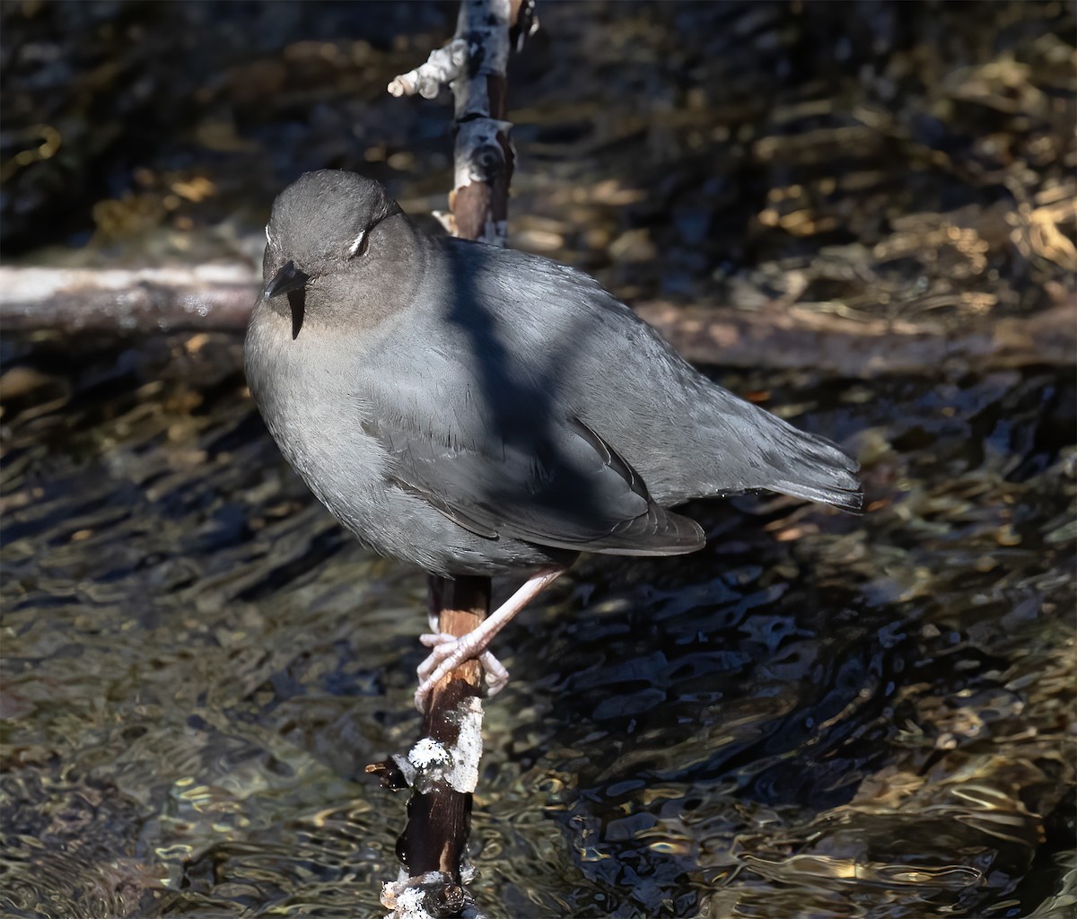 American Dipper - ML619192491
