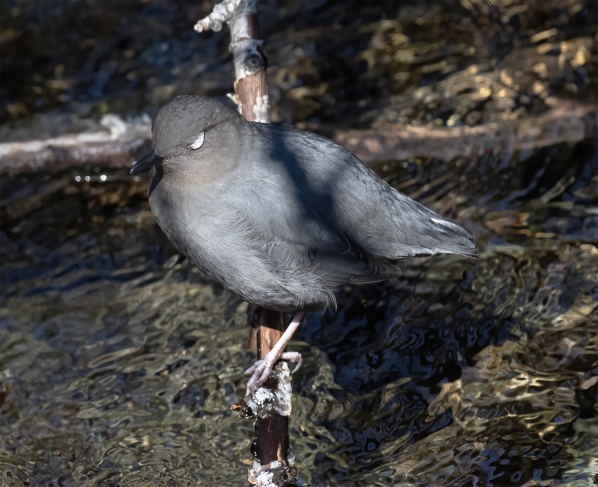 American Dipper - ML619192492