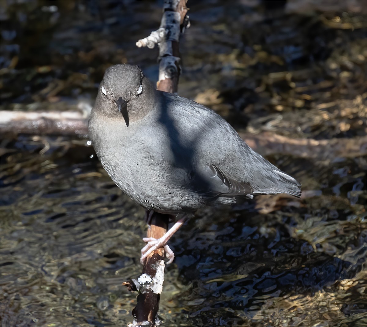 American Dipper - ML619192493