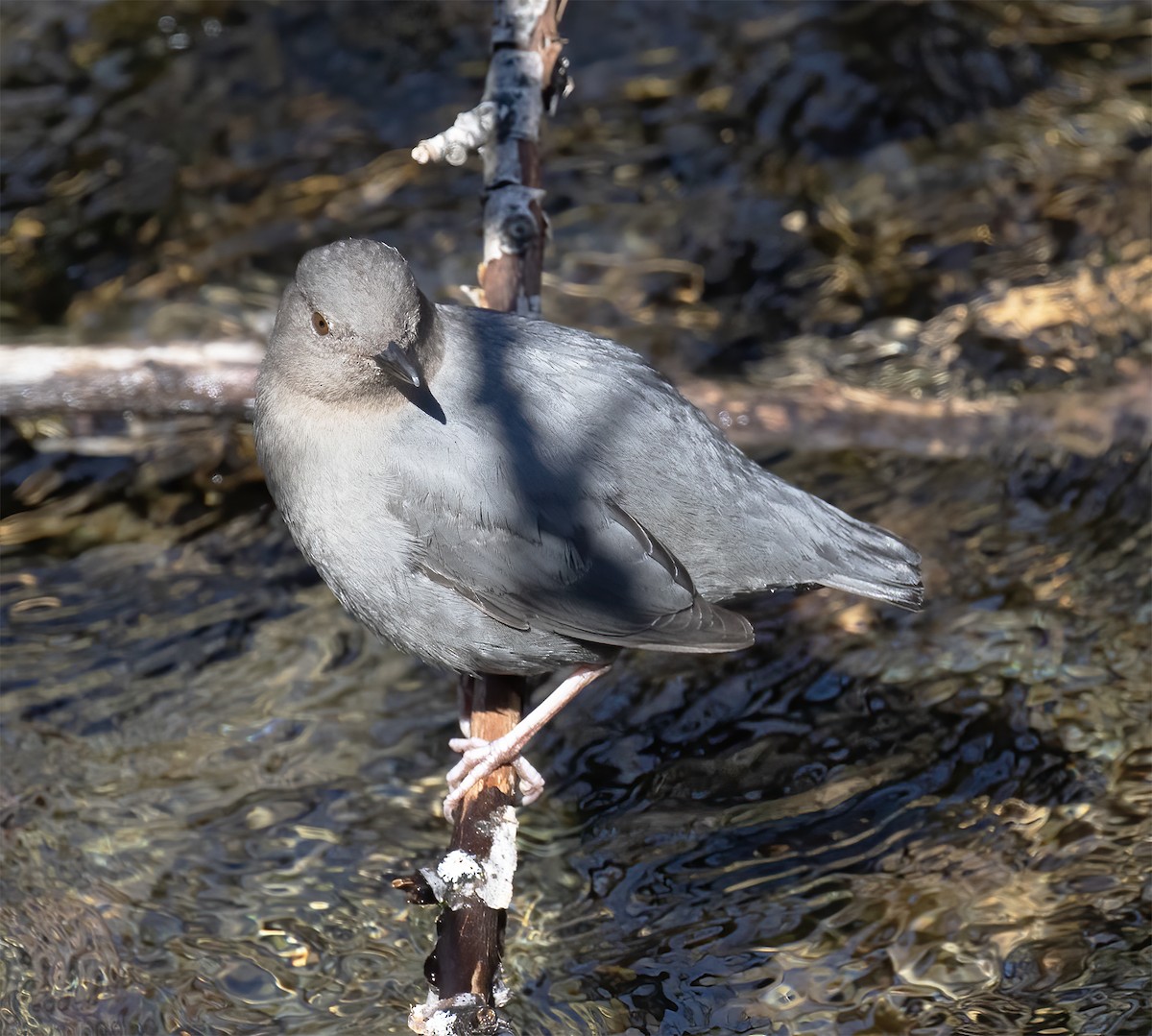 American Dipper - ML619192494
