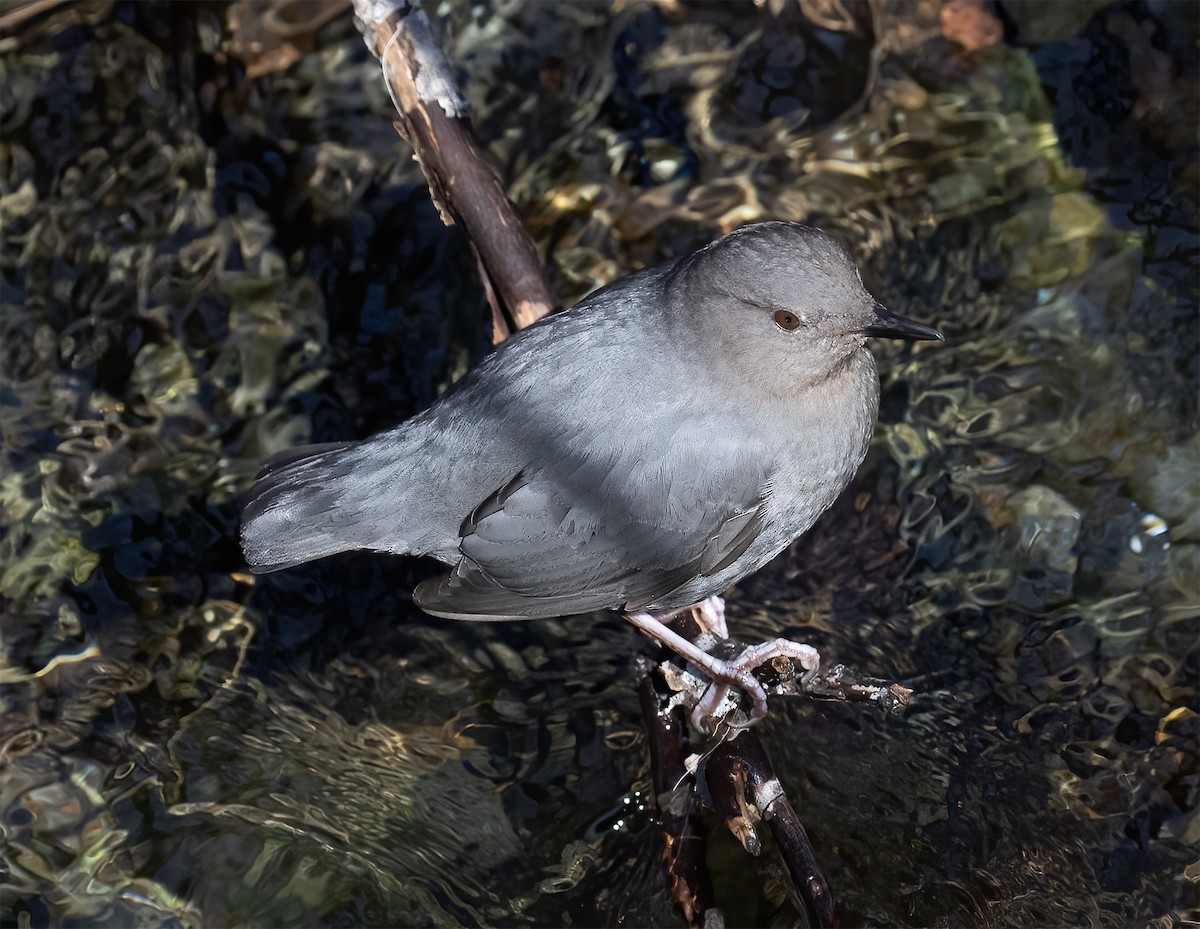 American Dipper - ML619192498