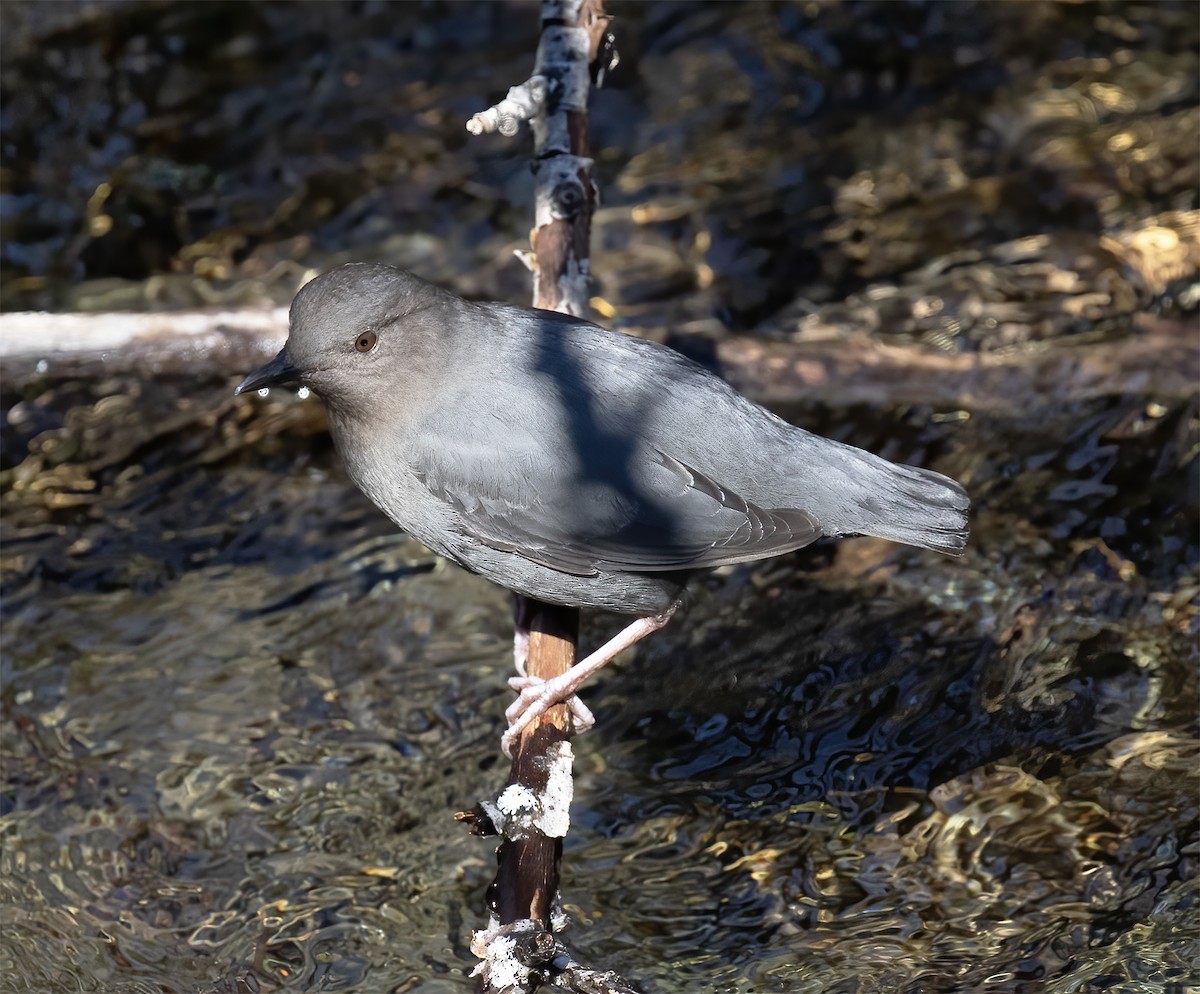 American Dipper - ML619192499