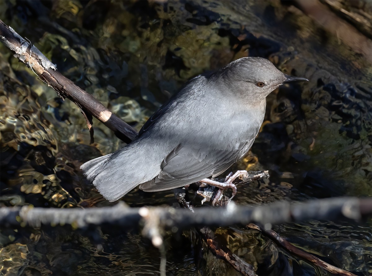 American Dipper - ML619192500