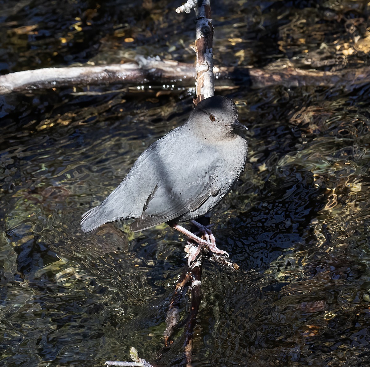 American Dipper - ML619192501