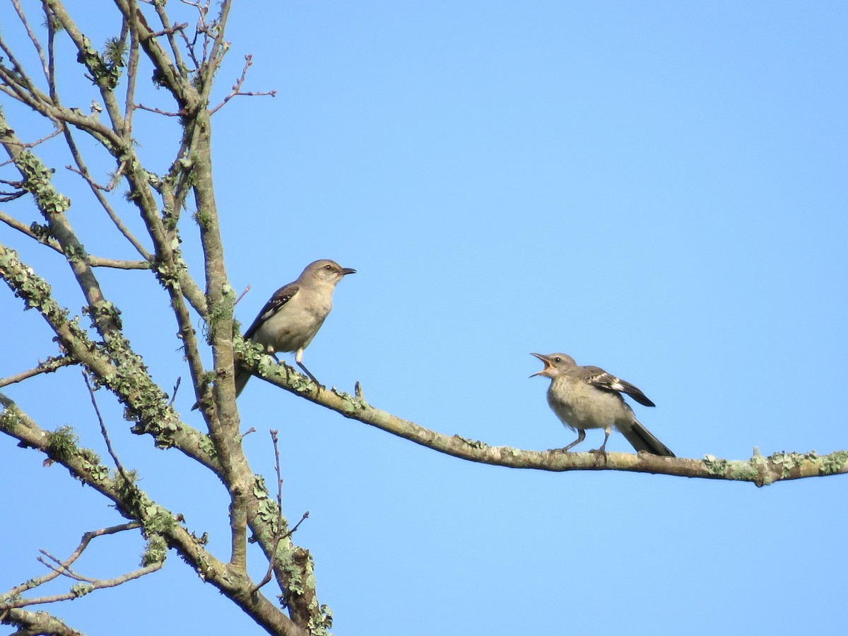 Northern Mockingbird - Judy Robichaux