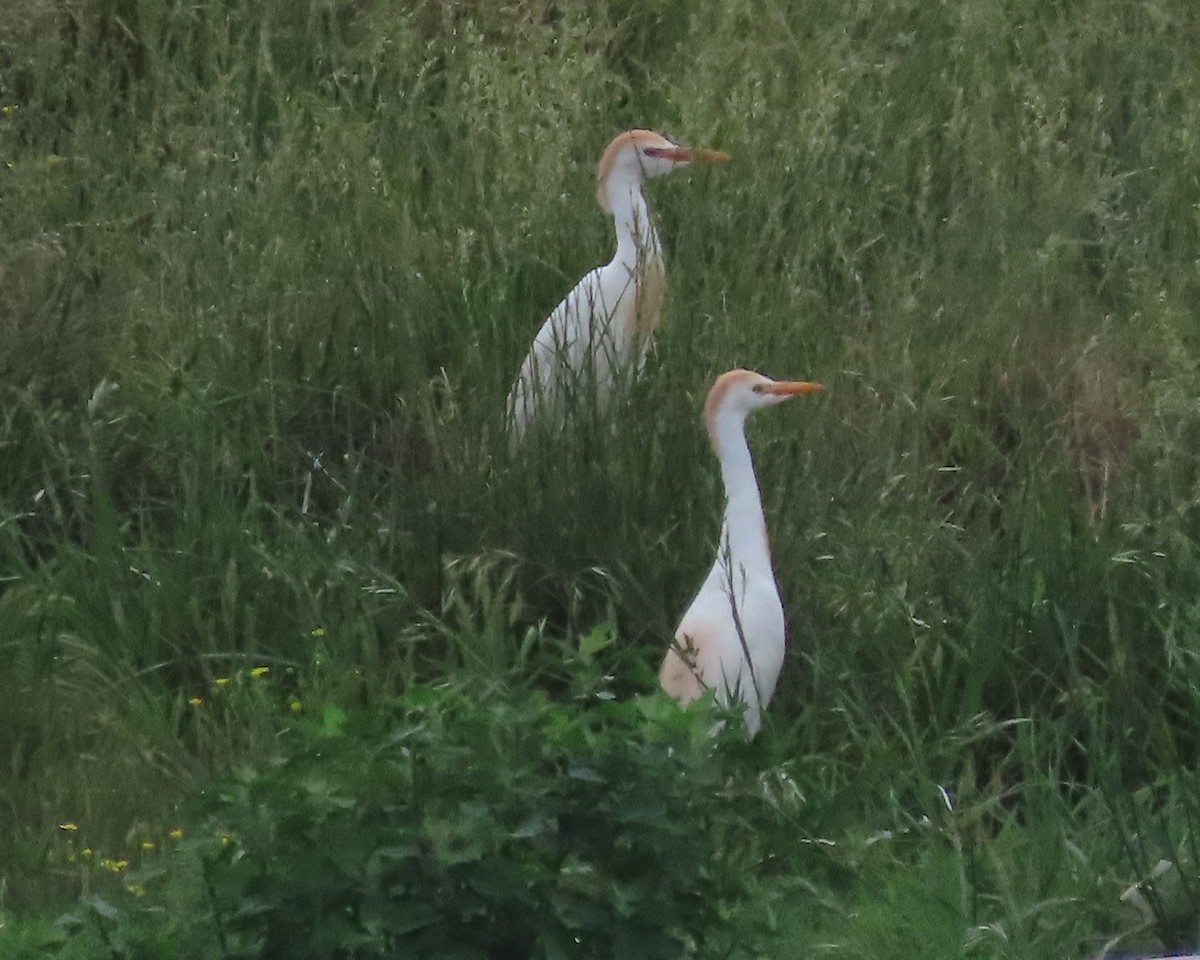 Western Cattle Egret - Karen Hogan