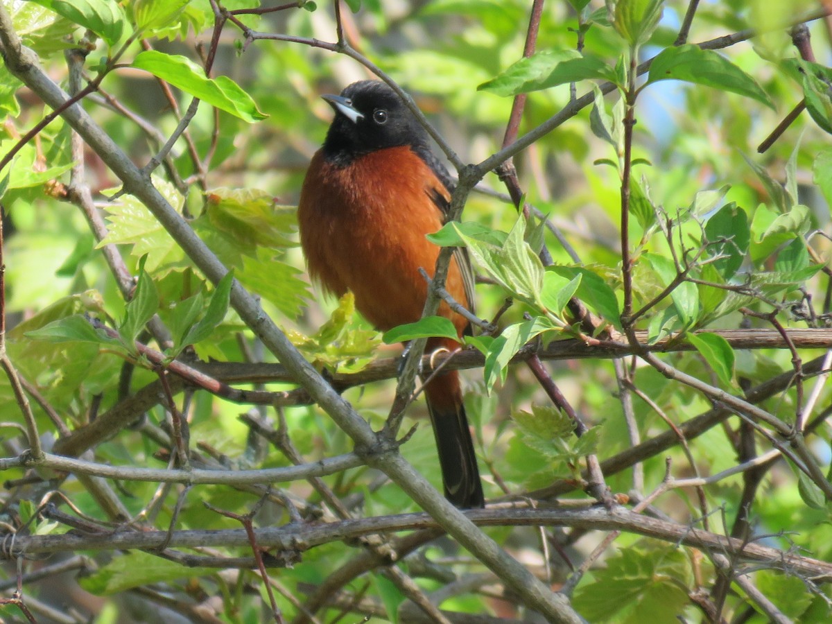 Orchard Oriole - Michel Turcot