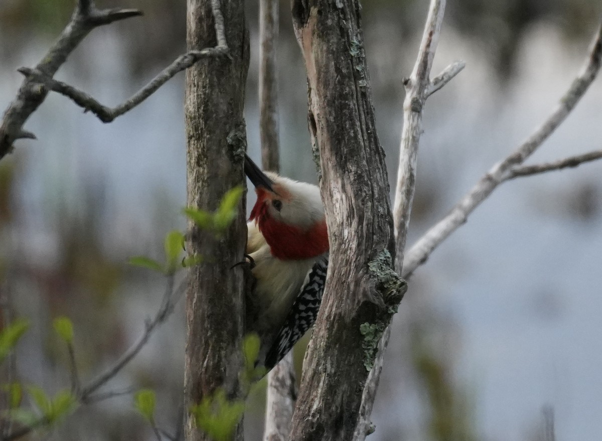 Red-bellied Woodpecker - Jim MacDougall