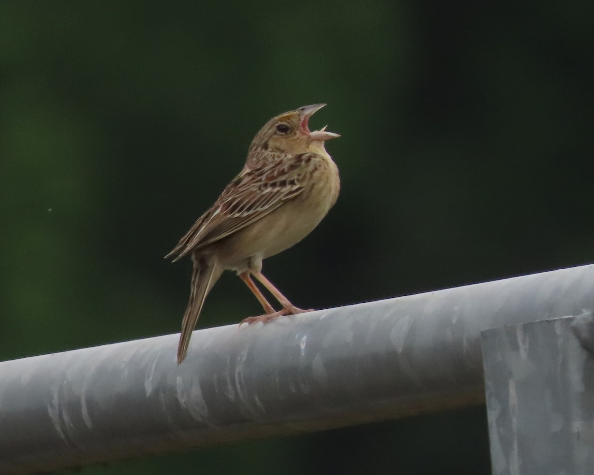Grasshopper Sparrow - Karen Hogan