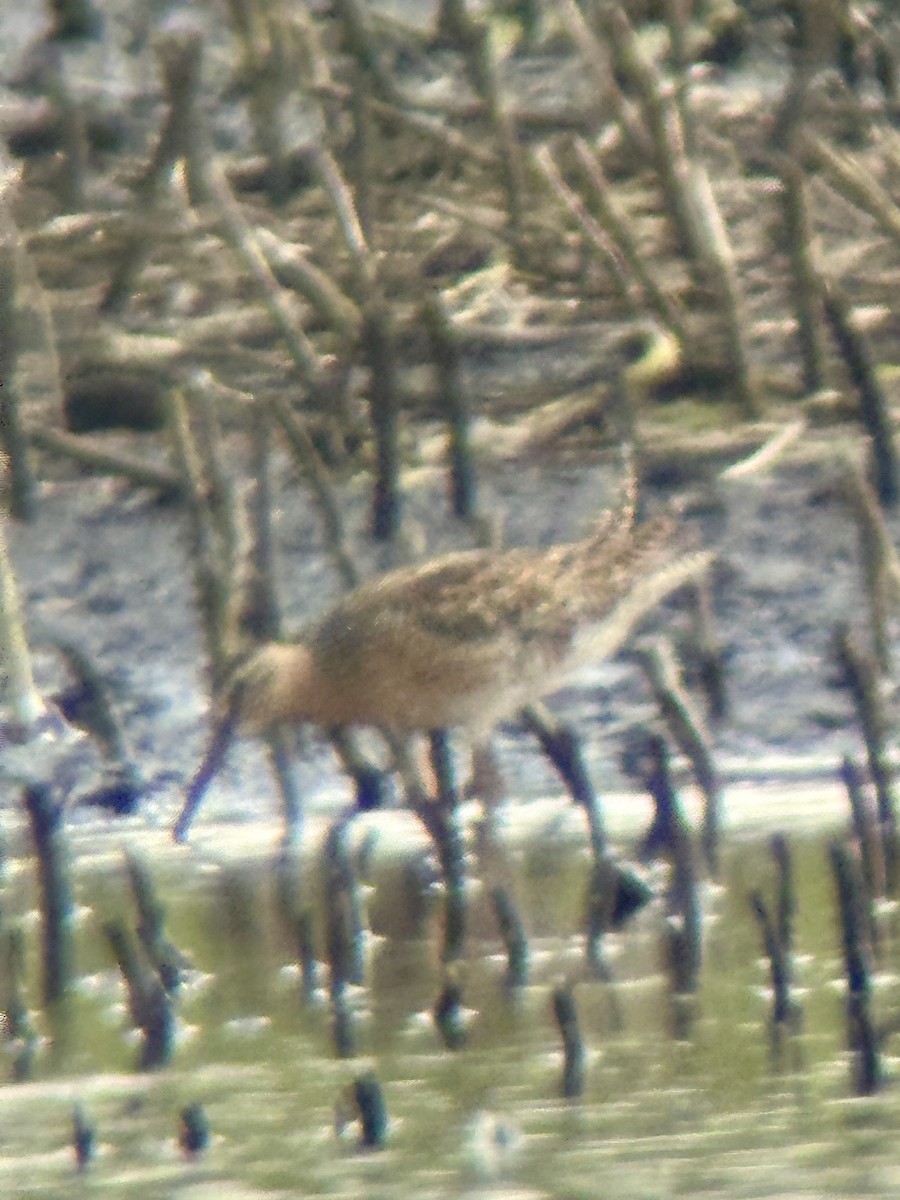 Short-billed Dowitcher - Gary Langell