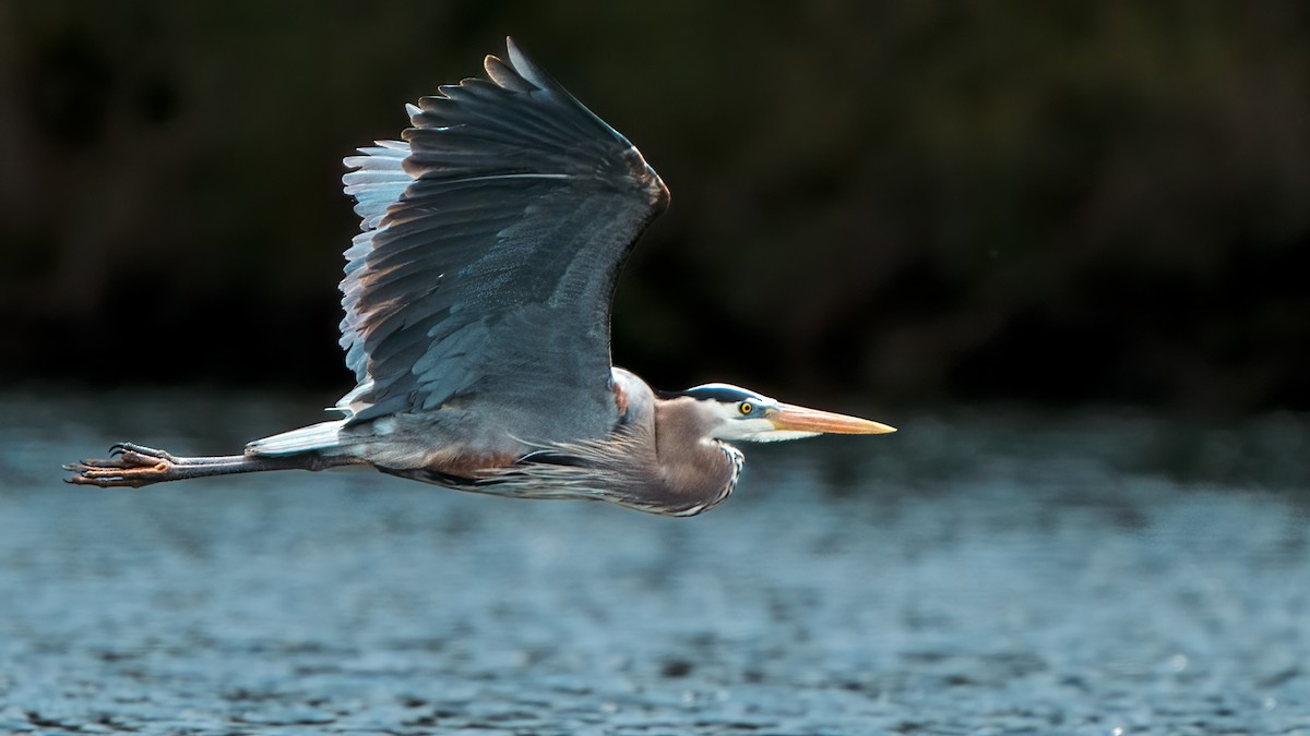 Great Blue Heron - Tom Momeyer