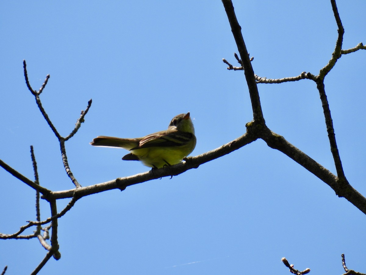 Yellow-bellied Flycatcher - Francois Sigouin