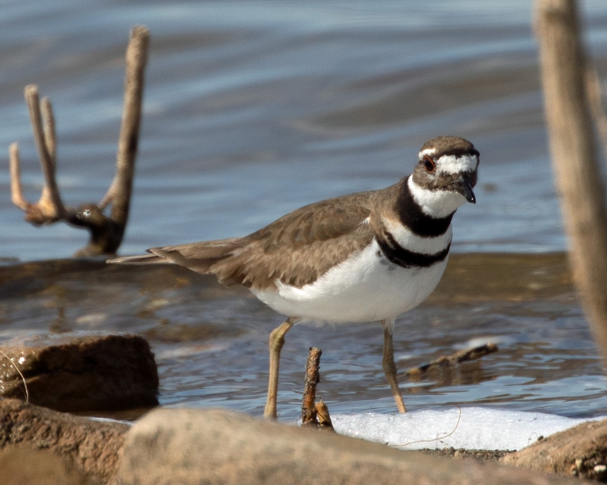 Killdeer - ML619192575