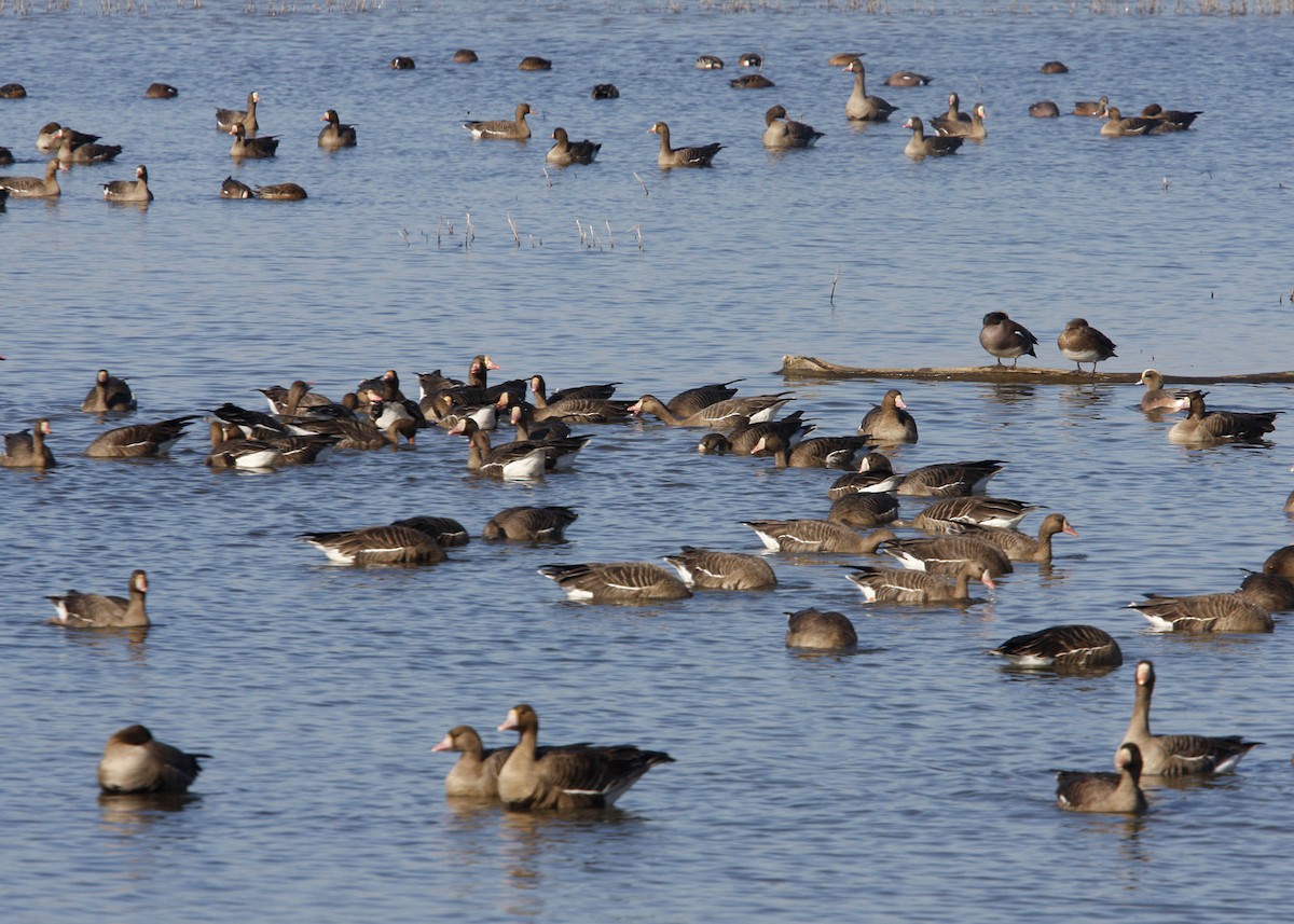 Greater White-fronted Goose - William Clark