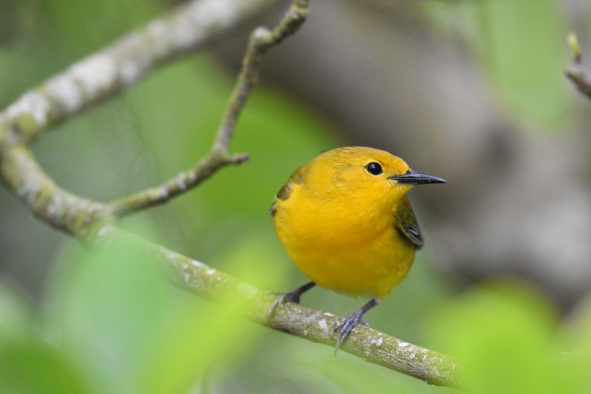 Prothonotary Warbler - Jaime Rodominick