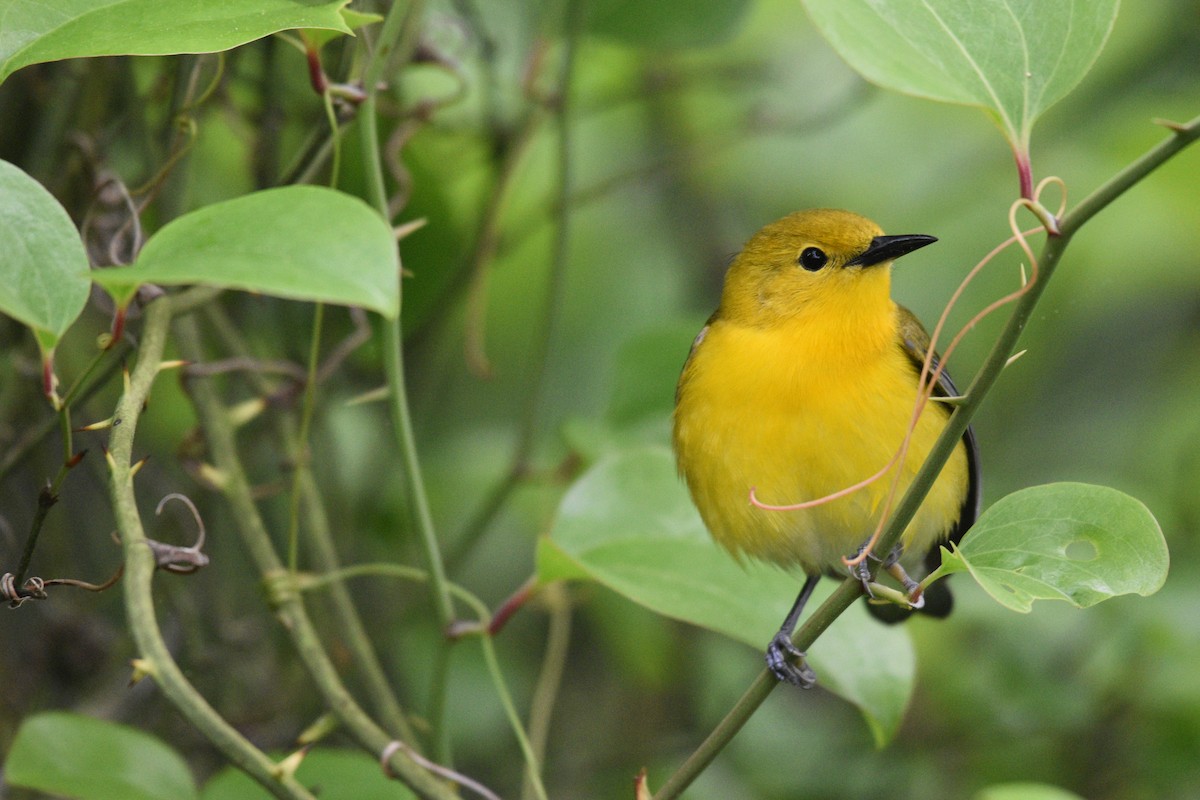 Prothonotary Warbler - Jaime Rodominick