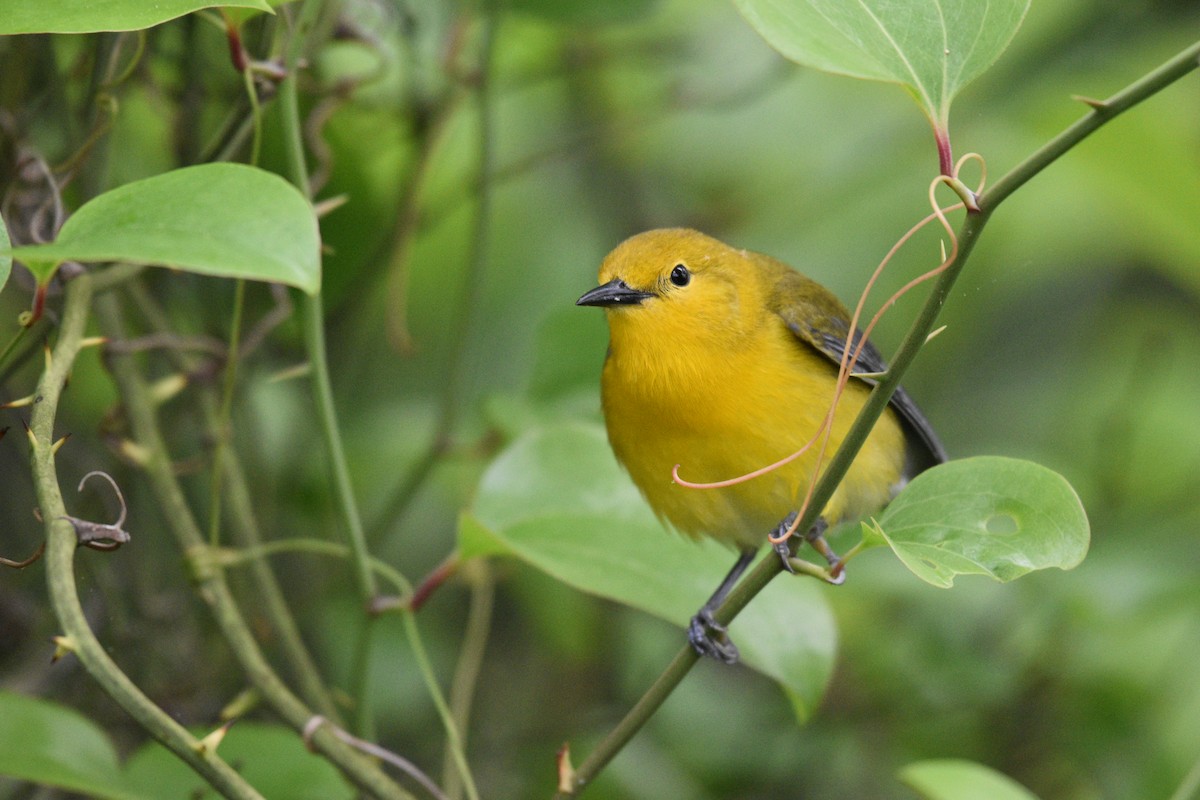 Prothonotary Warbler - ML619192592