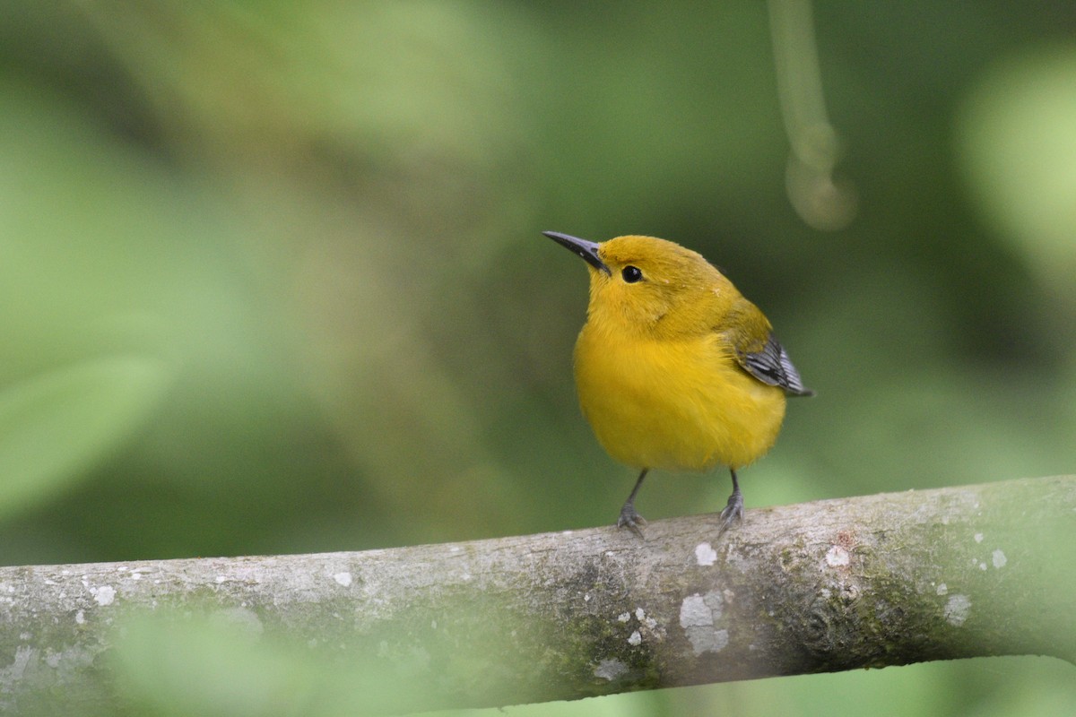 Prothonotary Warbler - Jaime Rodominick