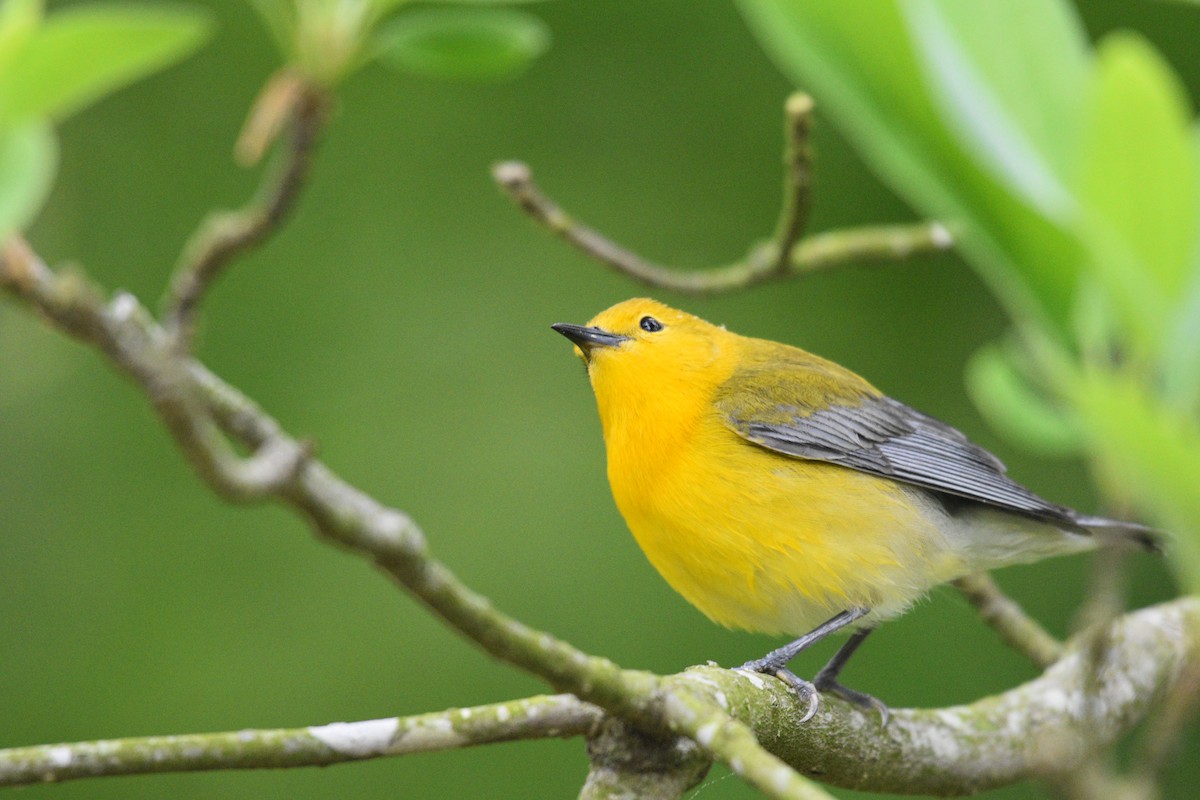 Prothonotary Warbler - Jaime Rodominick