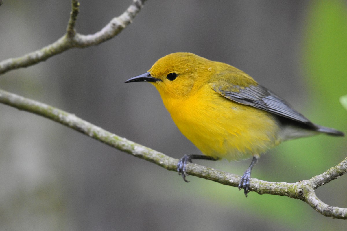 Prothonotary Warbler - Jaime Rodominick