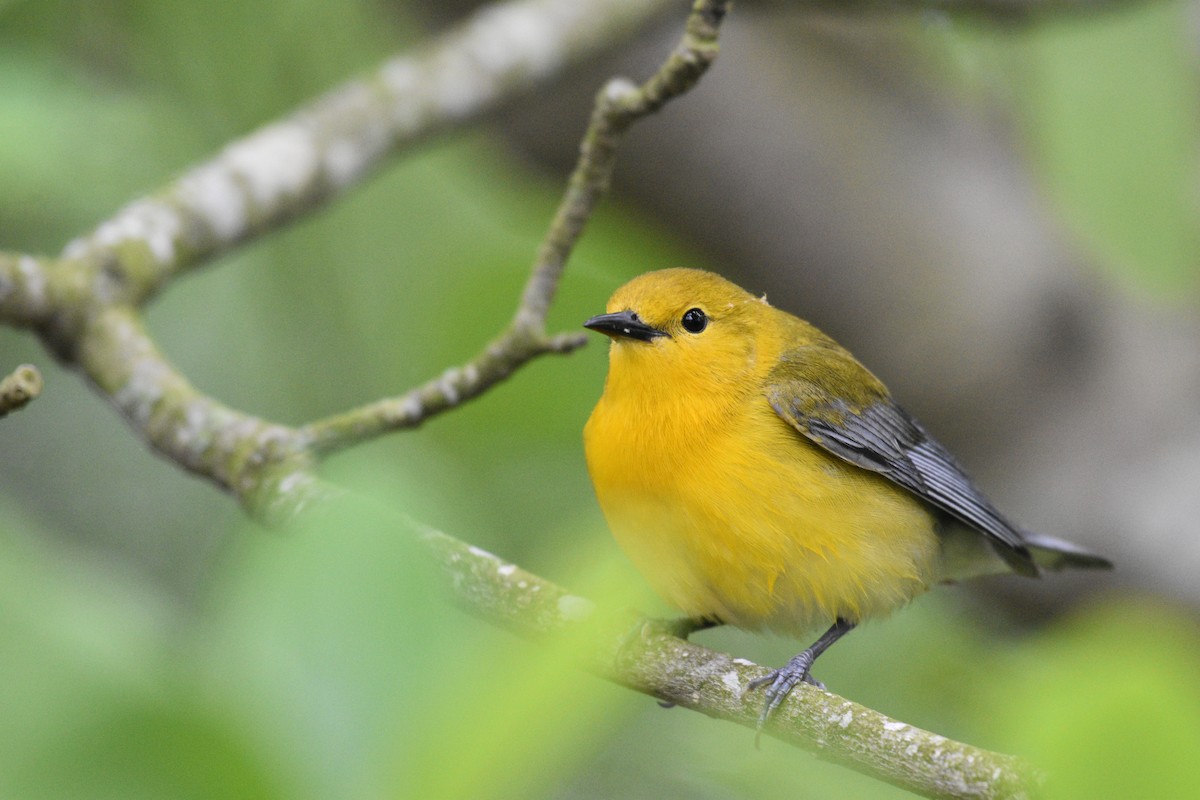 Prothonotary Warbler - Jaime Rodominick