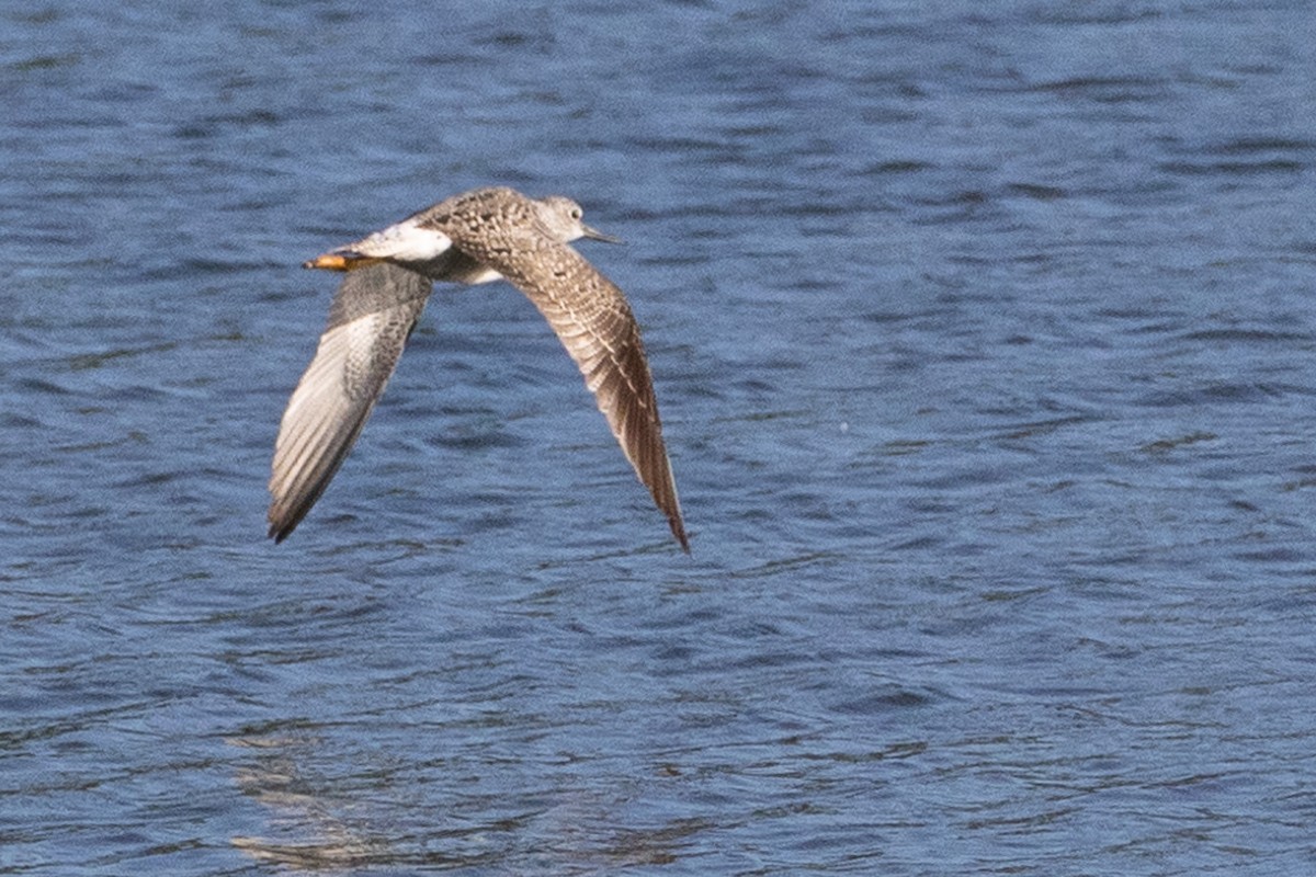 Greater Yellowlegs - ML619192614