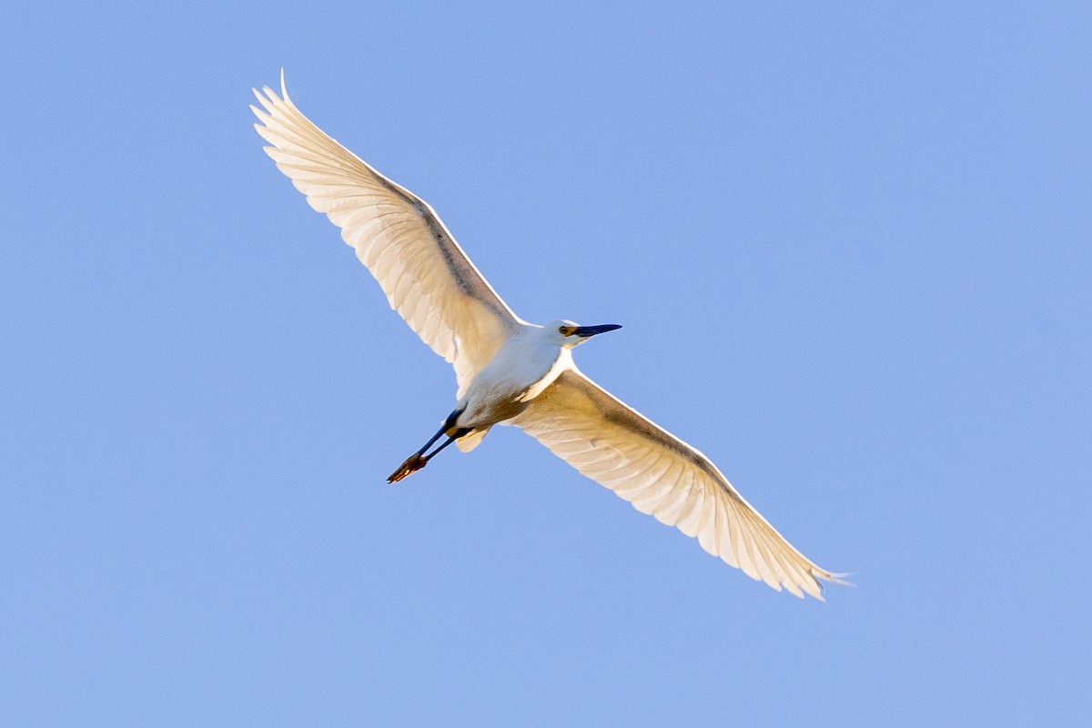 Snowy Egret - Liam Gilmore