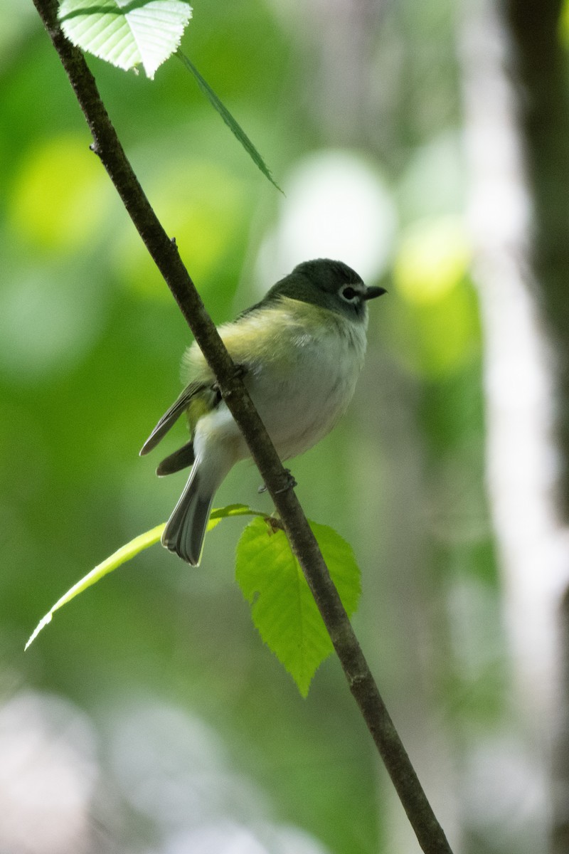 Blue-headed Vireo - Candice Lowther