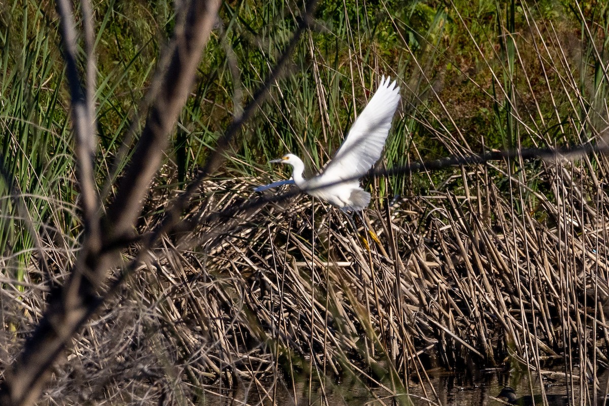 Snowy Egret - Liam Gilmore